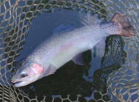 曇り→雨→雪 ～大安トラウトレイク～